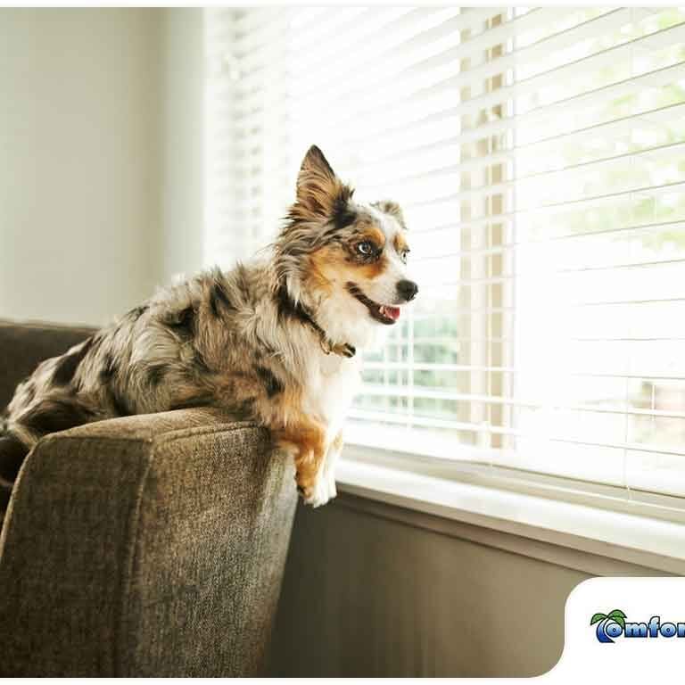 Dog Looking Out Window While Staying Cool in Air Conditioning A dog is sitting on the arm of a couch, looking out a window on a hot summer day, staying cool in the air-conditioned room